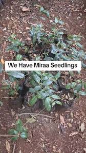 Image result for Psychotria kirkii