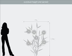 Awarded the rhs 'award of garden merit'. Buy Clematis Group 3 Clematis Nubia Evipo079 Pbr Boulevard Series