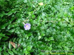 Image result for Thunbergia erecta