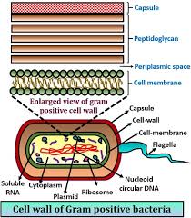 Difference Between Gram Positive And Gram Negative Bacteria