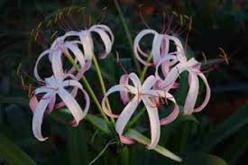 Image result for Crinum rautanenianum