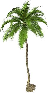 Coconut Tree Png Photo Png Mart Palm Trees Painting Tree Photoshop Palm Tree Clip Art