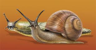 Garden Snail And Slug Snail Paper Sculpture Snails In Garden