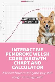 At the beginning of the third trimester, your vet will be able to see how many puppies your corgi's carrying by doing an ultrasound. Interactive Pembroke Welsh Corgi Growth Chart And Calculator Puppy Weight Calculator In 2021 Welsh Corgi Pembroke Welsh Pembroke Welsh Corgi