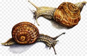 Pond Cartoon Png Download 1280 808 Free Transparent Pond Snails Png Download Cleanpng Kisspng Pond snail robber ongoing 0.0. cleanpng