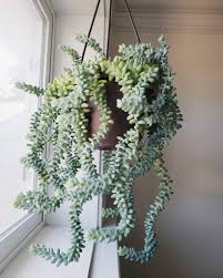Creating a hanging planter is simple. The Best Indoor Hanging Plants