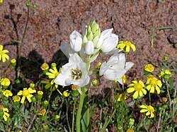 Image result for Ornithogalum flexuosum