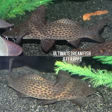 Image result for Cyphia richardsiae