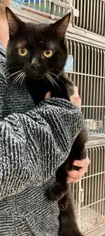 Volunteers for Greene County Animal Control TN