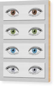 Eye Color Chart In Dominant Order Of Occurrence Brown Green Blue And Gray Isolated Vector Illustration On White Background Wood Print
