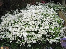 Rhododendron Delaware Valley White White Azalea Azaleas Azaleas Care