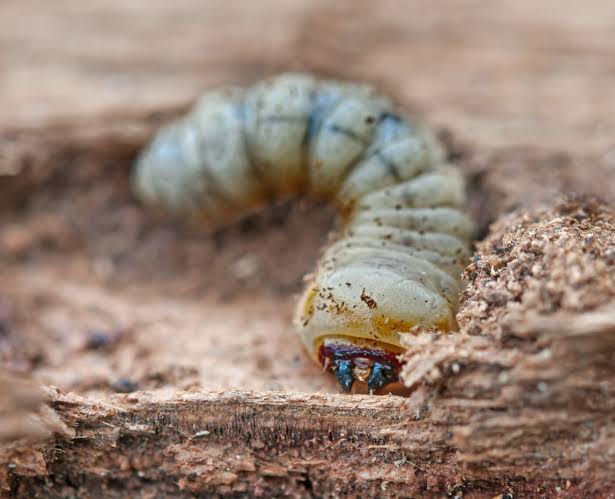 Woodworm Prevention Tips | Protect Your Timber