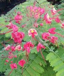 Image result for Caesalpinia rubra