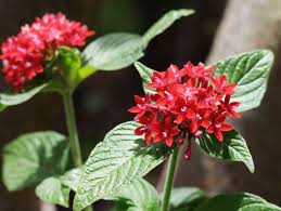 Image result for Pentas longiflora