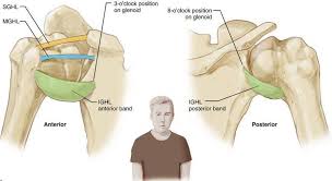 The labrum can tear a few different ways: Shoulder Labral Tear Relevant Anatomy And Function Ashvin K Dewan Md Orthopedic Surgeon