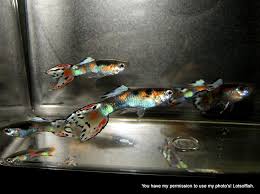 Orchid Endler X Full Black Guppy Hybrid