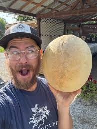 Mysterious disappearing cantaloupe in an enclosed garden