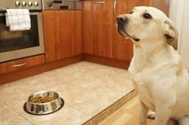 Zwar Empfiehlt Sich Fur Hunde Fertiges Trockenfutter Da Dieses Alle Notwendigen Nahrstoffe Enthalt Doch Ab Und Zu Kannst Hunde Fleisch Kaufen Fleischfresser