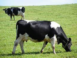 About Dairy Cows Compassion Usa
