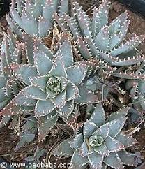 Image result for Aloe ballii