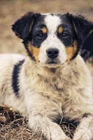 Use the search tool below and browse adoptable. Growing Up Elliot The Blue Heeler Australian Blue Heeler Dogs Blue Heeler Australian Shepherd