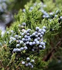 Image result for Juniperus