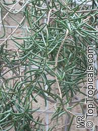 Image result for Senecio sp.no.1