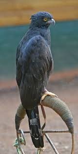 Birds Of Prey Animals Wiki Hawks And Eagles File Black Hawk Eagle Jpg Wikipedia The Free Encyclopedia Hawk Eagle Hawk Bird Eagle