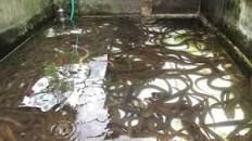 Hasil carian imej untuk TIPS SUKSES PEMBIBITAN BELUT DILAHAN SEMPIT