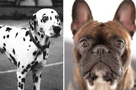 Fan page for frenchie enthusiasts who own, love, want, or admire frenchies. French Bulldog Dalmatian Mix Your Smart Spirited Spunky Canine Companion Anything French Bulldog
