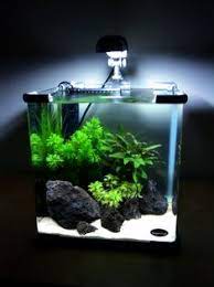 Beli aneka produk aquarium rak online terlengkap dengan mudah, cepat & aman di tokopedia. 450 Aquascape Ideas Aquascape Aquascape Aquarium Fish Tank