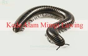 Mimpi melihat kelabang tentu berbeda dengan di gigit kelabang.arti mimpi buku mimpi 2d melihat tafsiran angka 2d yang bagus dan cocok untuk anda pilih untuk tafsiran mimpi kelabang ini adalah. Kode Alam Mimpi Luwing 2d 3d 4d Menurut Erek Erek Primbon