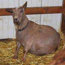 The vet will be able to tell if your english bulldog is pregnant. Is My Goat Pregnant The Thrifty Homesteader