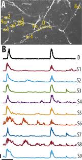 High Somato Dendritic Coupling Of V1 Layer 5 Neurons
