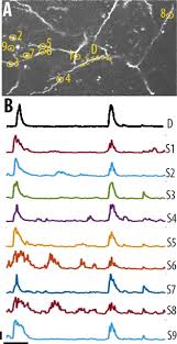 High Somato Dendritic Coupling Of V1 Layer 5 Neurons