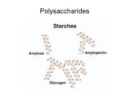 Macromolecules All Types Of Starches Are Polysaccharides Of Carbohydrates Macromolecules Animal Nutrition Biochemistry