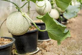 Some varieties of melon fruits, especially watermelons, can grow quite large and heavy, making them not a good choice for suspension. How To Grow Cantaloupe In Containers Gardener S Path