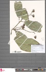 Image result for Rinorea ilicifolia