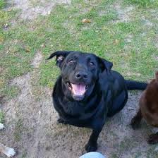 Jeff Barfield (JeffofallTradesSC) — Perfil