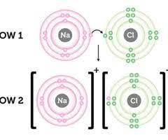 Cell types gizmos answer key. How Do Ionic Bonds Form Quizlet