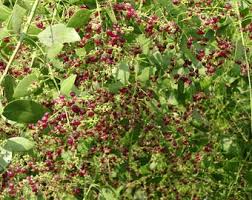 Image result for Salvadora persica
