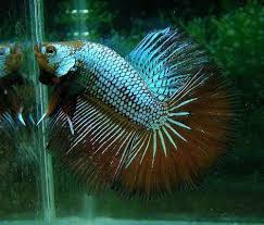 Betta fish are not a particularly large species, but all aquarium fish need space to swim. Feeding Halfmoon Betta Fish Betta Fish Care