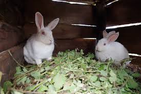 5:02pm on mar 31 , 2018 Rabbit Farming In Nigeria And How To Start Pure Breed Rabbits Also Available Agriculture Nigeria