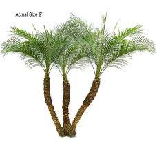 Multi Stem Pygmy Date Palm Phoenix Roebelenii Palm Trees Landscaping Budget Backyard Landscaping Around Patio