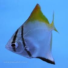 Image result for Monotes engleri