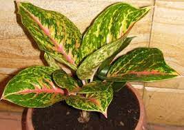 Aglaonema Boxing Breeder From Thailand Photo Date 10 June 2013 Posting Date 10 June 2013 Photo Date 10 June 2013 Posting Dat Tanaman Bunga