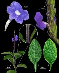 Image result for Stachytarpheta