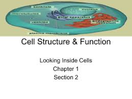 Make a crossword puzzle make a word search from a reading assignment make a word search from 4. Cell Organelle Crossword Puzzle