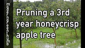 This apple will usually ripen in apple trees need pruning and training from the beginning of their life with you. Pruning 3rd Year Honeycrisp Apple Tree Youtube
