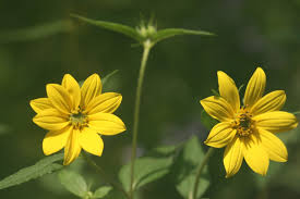 Image result for Sphaeropsis tumefaciens oleander symptoms